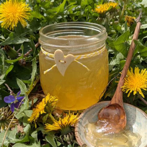 How To Make Dandelion Jelly Unruly Gardening