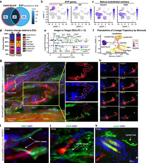 Cdh5 Krt19 Cells Do Not Contribute Into The Mature Vasculature In