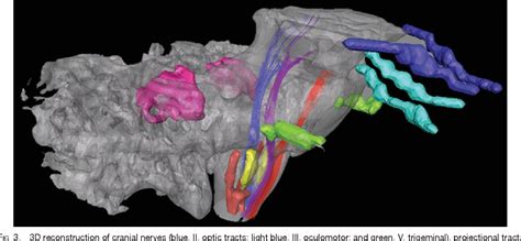 Figure 1 From High Resolution Diffusion Tensor Imaging Of The Brain