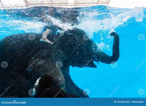 Asian Elephant or Asiatic Elephant Swimming in the Big Glass Cabinet Water Stock Image - Image ...