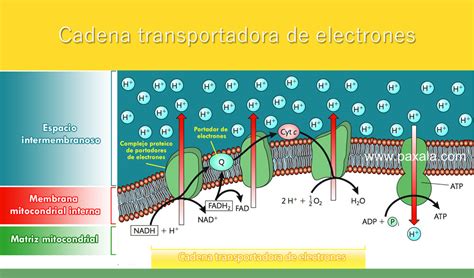 Cadena De Transporte De Electrones En La Célula Compartir Celular