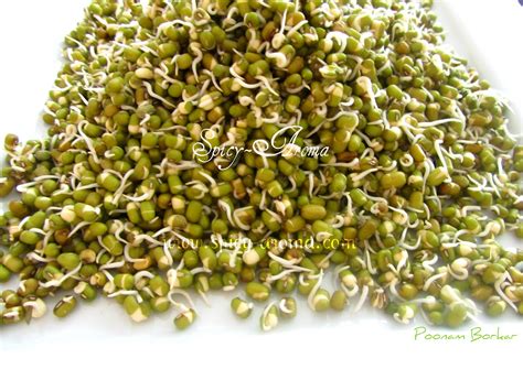 Indian Style Sprouts Randomly Arbitrary