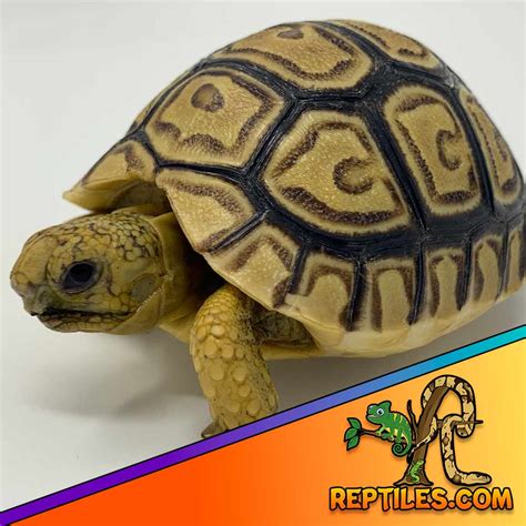 Leopard Tortoise Care Sheet Leopard Tortoise Care Guide Diet
