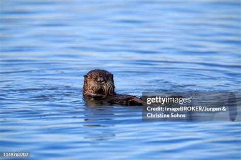 North American River Otter Photos And Premium High Res Pictures Getty