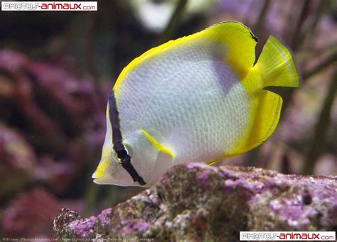 Photo De Poissons Exotiques N 607225 Sur Photos Animaux