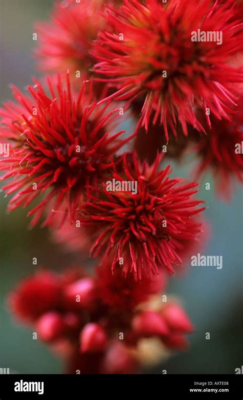 Ricin Hi Res Stock Photography And Images Alamy