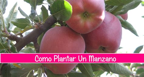 El Manzano Tips Y Recomendaciones Plantas