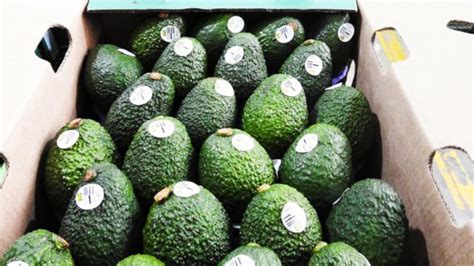 Histórico Colombia Es Ahora El Mayor Exportador Mundial De Aguacate A