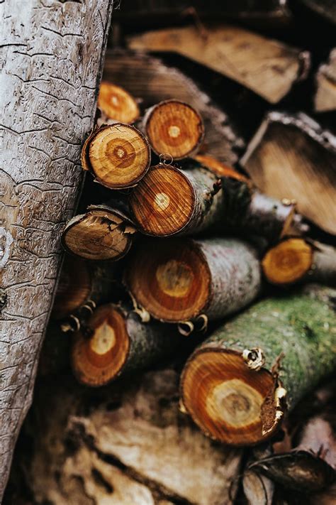 wooden logs, Wooden, logs, wood, forest, trunks, timber, wood ...