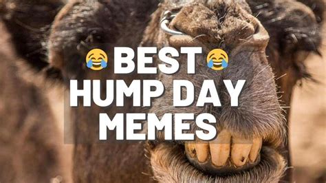 Happy Hump Day Memes, Wednesday Hump Day GIF, Funny Quotes, Meme ...