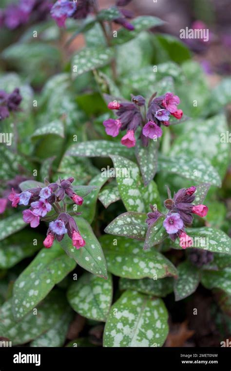 Pulmonaria Longifolia Bertram Anderson Stock Photo Alamy