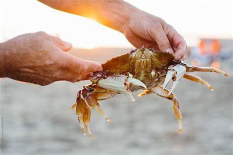 Man Holding Crab At Beach By Stocksy Contributor Cameron Zegers