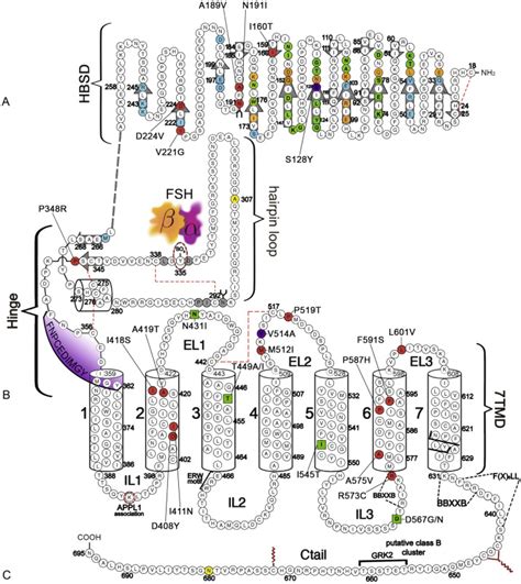 Gonadotropin Hormones and Their Receptors | Oncohema Key