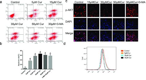 Curcumin Promotes The Apoptosis And Activates The Akt Mtor Pathway A