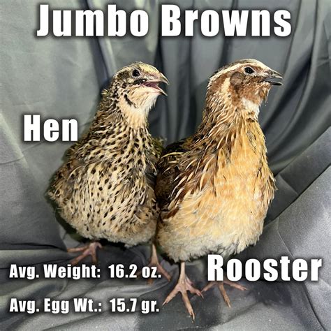 Jumbo Brown Coturnix Quail Hatching Eggs Midwest Quail Farm