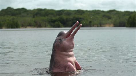 Le mystère du dauphin rose enquête sur un animal étonnant