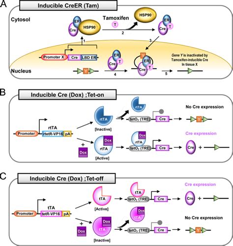 Cre Loxp System And Viral Vector Aav And Adenovirus Based Cre Tools