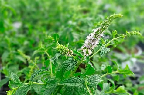 Propiedades Y Cuidados De La Planta De Menta Aromatik Flor