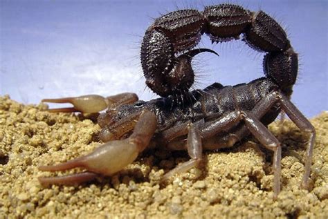 Do Cats Eat Scorpions Are They Immune To Their Venom Pet Care Advisors