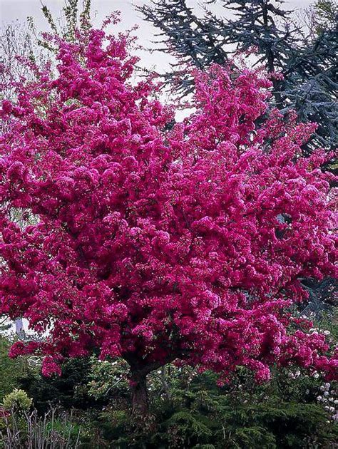 Flowering Trees Michigan Flowering Crabapple Tree Pink Flowering