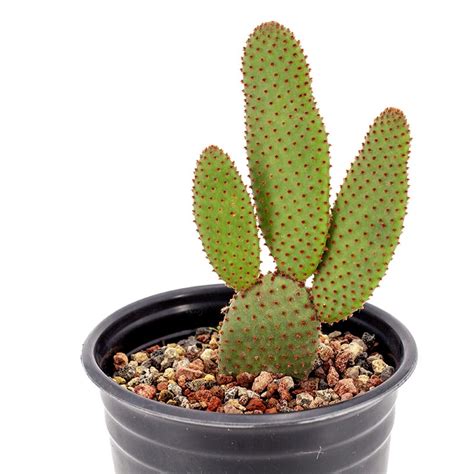 1g Opuntia Microdasys V Rufida Cactus Jungle