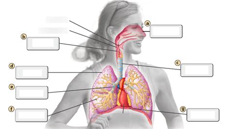 Anatomy Physiology Exam 1 Review Diagram Quizlet