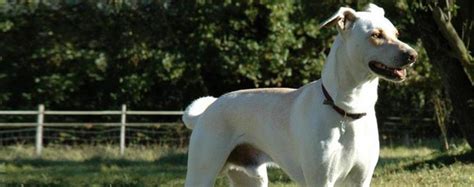 Cretan Hound Dog Breed Information, Puppies & Breeders - Dogs Australia