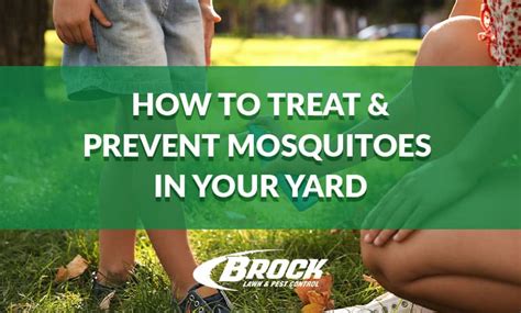 How To Treat Prevent Mosquitoes In Your Yard Brock Pest Control