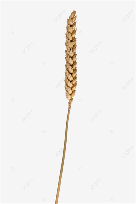 Espiga De Trigo Isolada Png Dourado Gr O Plantar Png Imagem Para