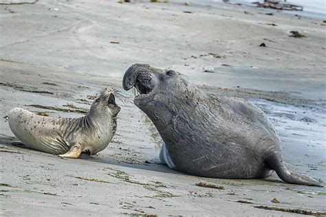 Male And Female Elephant Seal Photograph By Belinda Greb Pixels