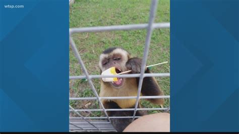 Monkey missing in Pasco County has been found, owner says | wtsp.com