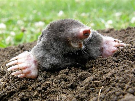 50 Mole Jokes And Puns That Are Super Mole Some Kidadl