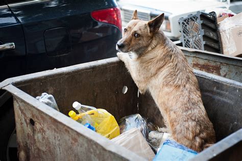 Sokak Köpekleri Ne Yer Miyavliyo