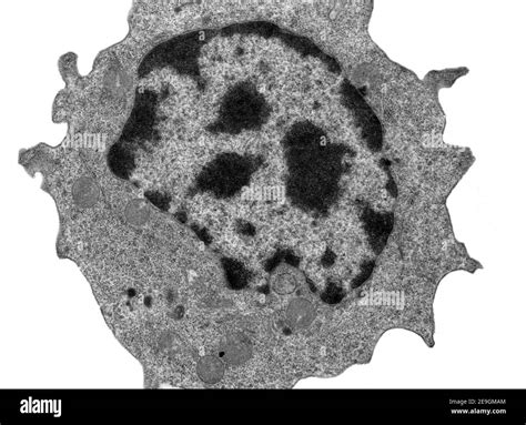 Micrografía Electrónica Centríolo