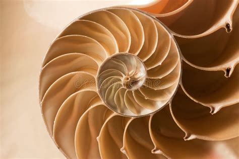 Nautilus Shell Symmetry Fibonacci Half Cross Section Spiral Golden