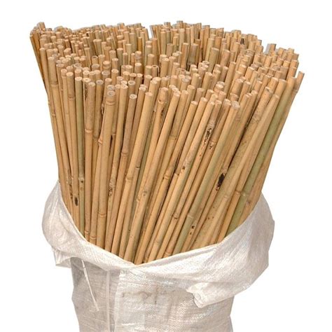 Bamboo Canes | Plant Protection Support | British Hardwood Tree Nursery