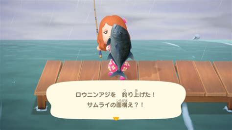 【あつ森】ロウニンアジ釣った！撒き餌地獄！