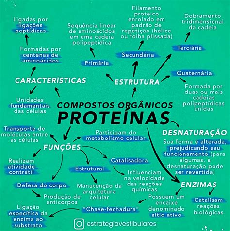 Mapa Mental Sobre Prote Nas Maps Study