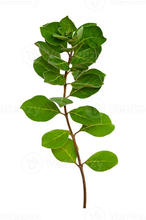 Leaf Vine Isolate On Transparent Background Png File Png