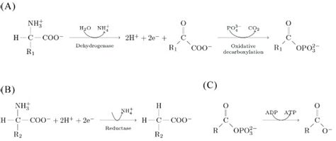 The Stickland Reaction In The Genus Clostridium Amino Acid