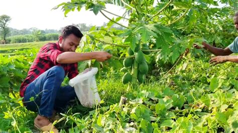 পেঁপে গাছে সার দিলে ফলন বাড়বে দশ গুণ। পেঁপে গাছ মোটাতাজাকরণ এবং