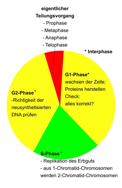 Zellzyklus Zellwachstum Und Zellteilung Zytologie