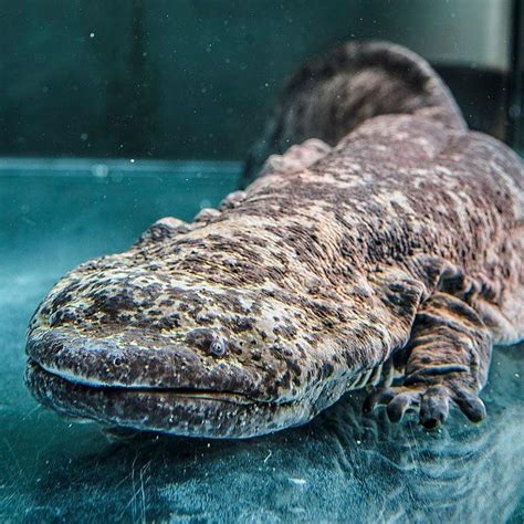 Giant Salamander Planet Earth