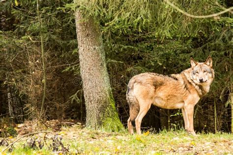 Retrato De Un Lobo En Bosque Del Otoño Imagen de archivo Imagen de