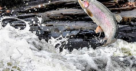 The Steelhead Spawning Run Has Brought Anglers And Viewers To The