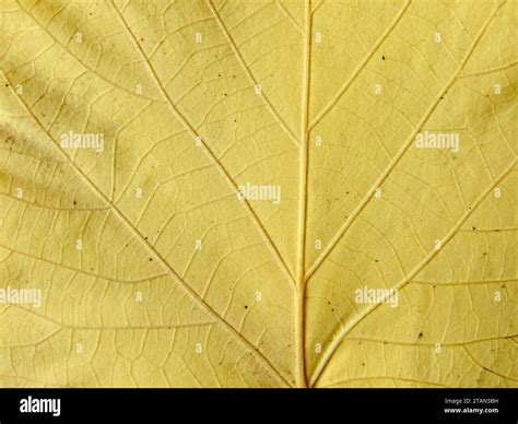 Autumn Yellow Fallen Linden Tree Leaf Texture With Veins Closeup Fall