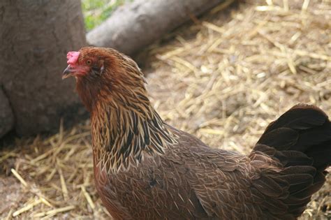 Brown Leghorn Crosses | BackYard Chickens - Learn How to Raise Chickens