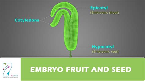 EMBRYO, FRUIT AND SEED - YouTube