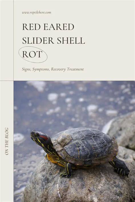 Red Eared Slider Shell Rot Signs Symptoms Recovery Treatment