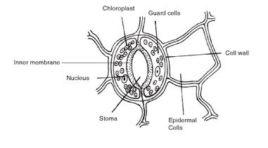 Draw A Neat Diagram Of The Stomatal Apparatus Found In The Epidermis Of